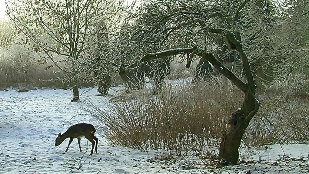 De små vilde: vinter